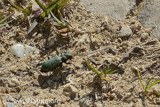 Photo: Cicindela campestris. View from the side above.