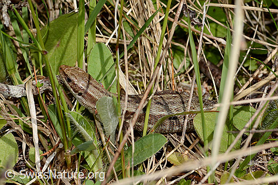 Foto: Waldeidechse (Zootoca vivipara). Ansicht von seitlich oben.