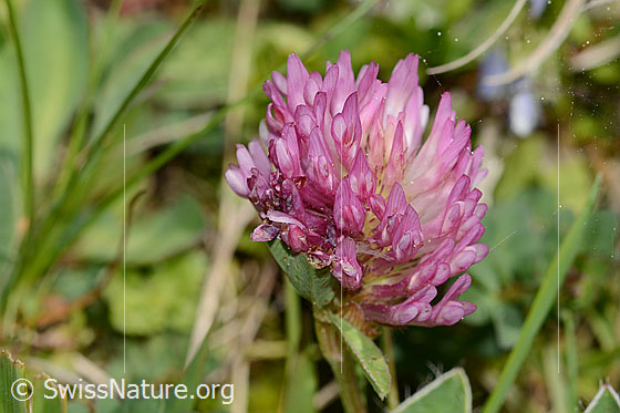 Photo: Trifolium pratense. Blossom. View from the side.