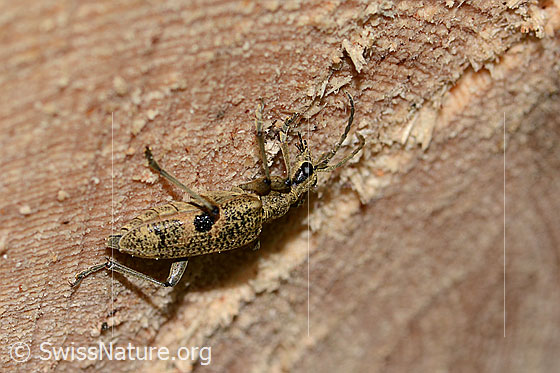Photo: Rhagium mordax. View from the side above. Length: 19mm.