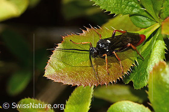Amblyjoppa fuscipennis (Schlupfwespe) auf Gewöhnlicher Berberitze (Berberis vulgaris)