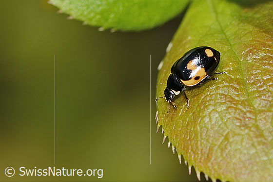 Photo: Ceratomegilla alpina on Berberis vulgaris. Length 4mm. View from the side.