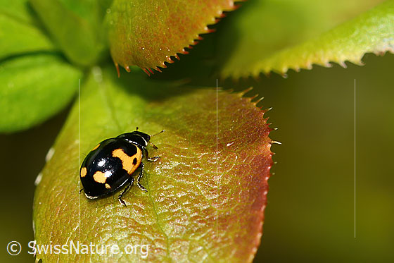 Foto: Alpen-Marienkäfer (Ceratomegilla alpina) auf Gewöhnliche Berberitze (Berberis vulgaris). Länge 4mm. Wird auch Hippodamia alpina genannt. Ansicht von hinten oben.