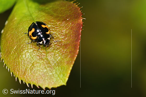 Foto: Alpen-Marienkäfer (Ceratomegilla alpina) auf Gewöhnliche Berberitze (Berberis vulgaris). Länge 4mm. Wird auch Hippodamia alpina genannt. Ansicht von vorne oben.
