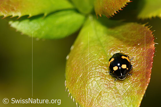 Foto: Alpen-Marienkäfer (Ceratomegilla alpina) auf Gewöhnliche Berberitze (Berberis vulgaris). Länge 4mm. Wird auch Hippodamia alpina genannt. Ansicht von hinten.