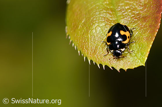 Foto: Alpen-Marienkäfer (Ceratomegilla alpina) auf Gewöhnliche Berberitze (Berberis vulgaris). Länge 4mm. Wird auch Hippodamia alpina genannt. Ansicht von oben.