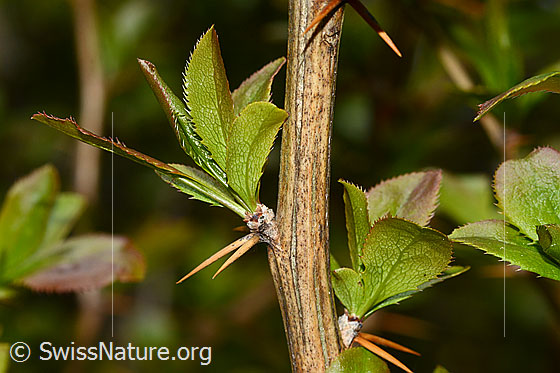 Foto: Gewöhnliche Berberitze (Berberis vulgaris). Ästchen mit Dornen und Blättern.