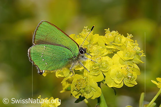 Foto: Brombeer-Zipfelfalter (Callophrys rubi) auf Zypressen-Wolfsmilch (Euphorbia cyparissias). Flügel geschlossen. Ansicht von der Seite.