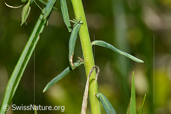 Foto: Zypressen-Wolfsmilch (Euphorbia cyparissias). Stängel und Blätter.