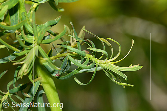 Foto: Zypressen-Wolfsmilch (Euphorbia cyparissias). Blätter.