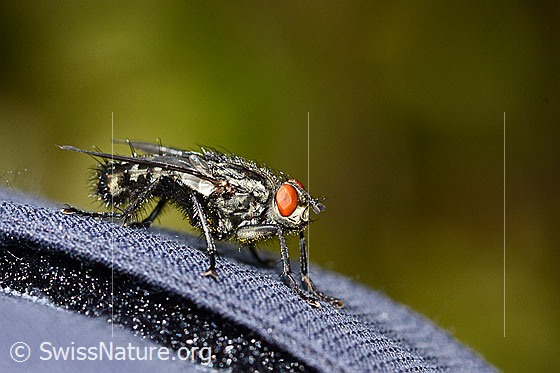 Foto: Wahrscheinlich Graue Fleischfliege (Sarcophaga carnaria). Länge 13mm. Ansicht von der Seite.