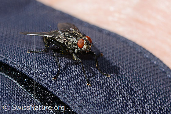 Foto: Wahrscheinlich Graue Fleischfliege (Sarcophaga carnaria). Länge 13mm. Ansicht von seitlich vorne.