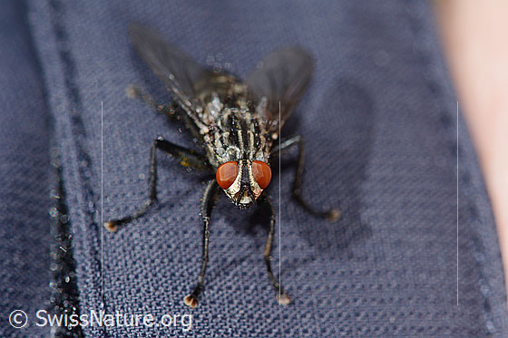 Foto: Wahrscheinlich Graue Fleischfliege (Sarcophaga carnaria). Länge 13mm. Ansicht von vorne.