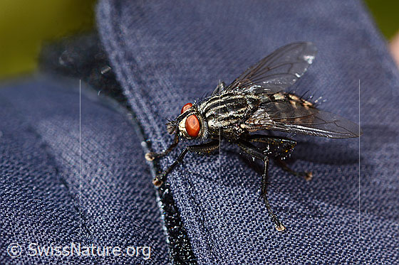 Foto: Wahrscheinlich Graue Fleischfliege (Sarcophaga carnaria). Länge 13mm. Ansicht von seitlich oben.