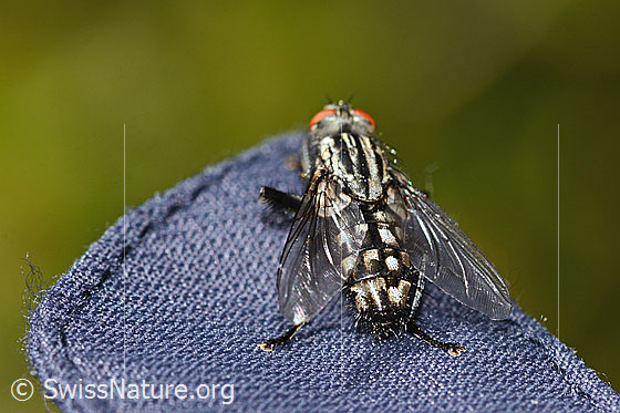 Photo: Probably Sarcophaga carnaria. Length 13mm. View from behind top.