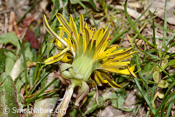 Foto: Gewöhnlicher Löwenzahn (Taraxacum officinale). Stängel, Hüllblätter und Blüte. Ansicht von  schräg unten.