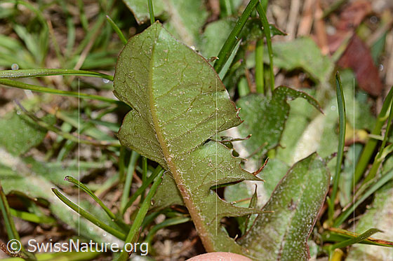 Foto: Gewöhnlicher Löwenzahn (Taraxacum officinale). Blattunterseite.