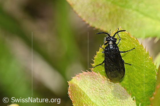 Foto: Wahrscheinlich Berberitzenblattwespe (Arge berberidis) auf Gewöhnliche Berberitze (Berberis vulgaris). Länge 9mm. Ansicht von oben.
