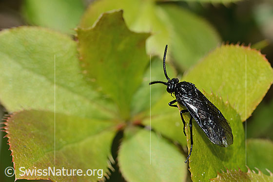 Berberitzenblattwespe (Arge berberidis) auf Gewöhnliche Berberitze (Berberis vulgaris)