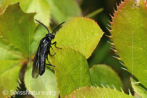Foto: Wahrscheinlich Berberitzenblattwespe (Arge berberidis) auf Gewöhnliche Berberitze (Berberis vulgaris). Länge 9mm. Ansicht von der Seite.