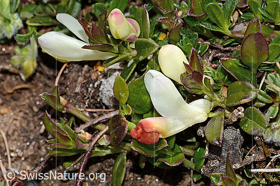 Foto: Buchsblättrige Kreuzblume (Polygala chamaebuxus). Blüte und Blätter.