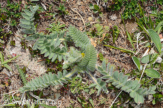 Foto: Stängelloser Tragant (Astragalus exscapus). Ganze Pflanze (Habitus).