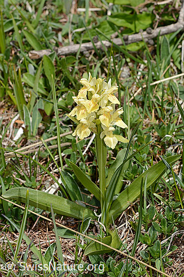 Foto: Holunder-Knabenkraut (Dactylorhiza sambucina). Ganze Pflanze (Habitus). Höhe: 13cm.