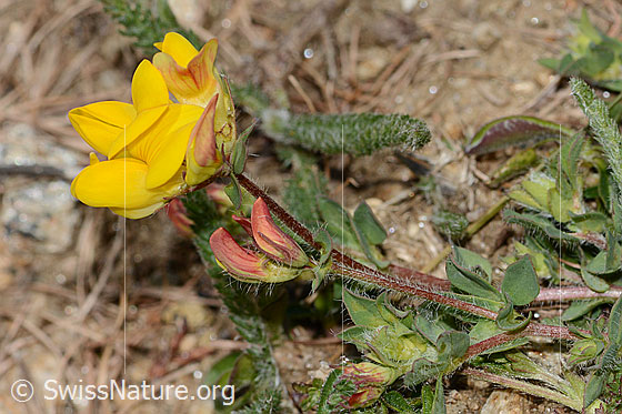 Foto: Alpen-Hornklee (Lotus alpinus). Ganze Pflanze (Habitus).