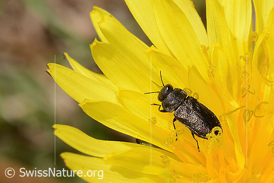 Photo: Anthaxia helvetica on Taraxacum officinale. Length 6mm. View from above.