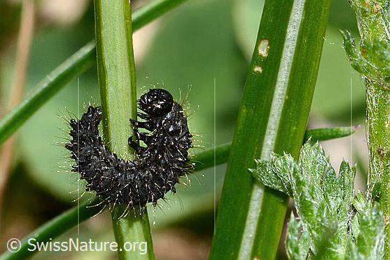 Foto: Wahrscheinlich Larve des Rainfarn-Blattkäfers (Galeruca tanaceti). Ansicht von der Seite.