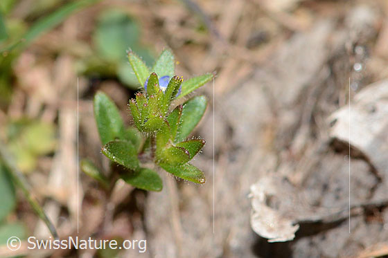 Foto: Wahrscheinlich Feld-Ehrenpreis (Veronica arvensis). Blütenstand.