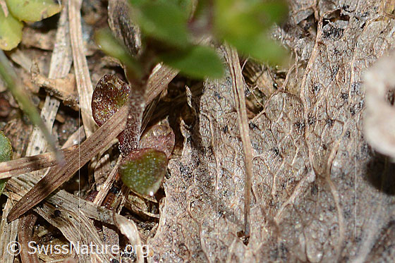 Foto: Wahrscheinlich Feld-Ehrenpreis (Veronica arvensis). Blätter und Stängel.