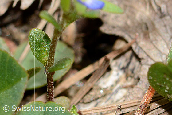 Foto: Wahrscheinlich Feld-Ehrenpreis (Veronica arvensis). Stängel und Blätter.