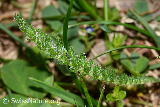 Photo: Probably Achillea millefolium. Leaf.