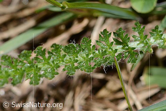Foto: Gemeine Schafgarbe (Achillea millefolium). Blatt. Ansicht von oben.