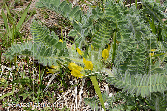 Foto: Stängelloser Tragant (Astragalus exscapus). Ganze Pflanze (Habitus).