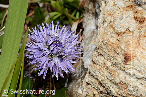 Photo: Globularia cordifolia. Blossom.