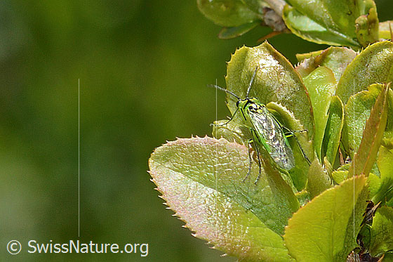 Foto: Grüne Blattwespe ( Rhogogaster viridis) auf Gewöhnliche Berberitze (Berberis vulgaris). Länge 10 - 13mm. Ansicht von oben.