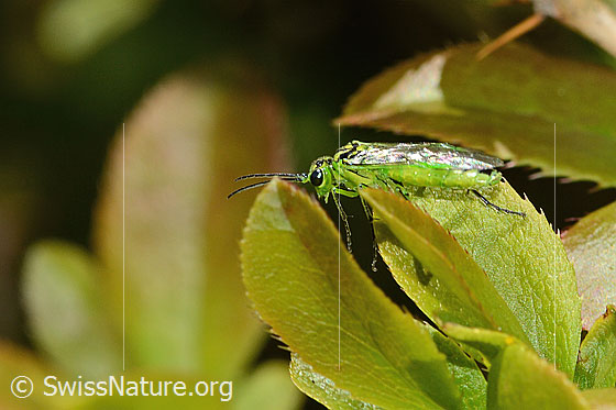 Foto: Grüne Blattwespe ( Rhogogaster viridis) auf Gewöhnliche Berberitze (Berberis vulgaris). Länge 10 - 13mm. Ansicht von der Seite.