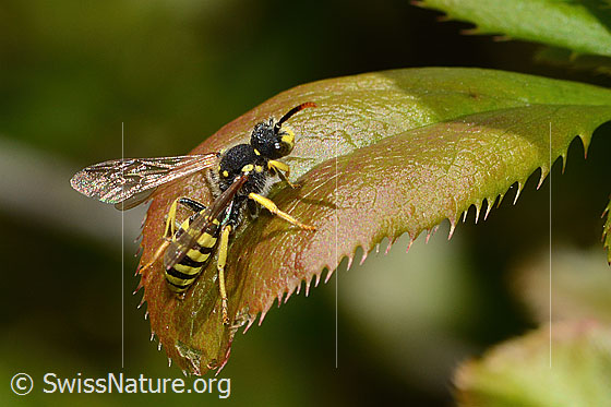 Foto: Feld-Wespenbiene (Nomada goodeniana). Länge 9mm. Wird auch Schmalband-Wespenbiene genannt. Ansicht von der Seite.