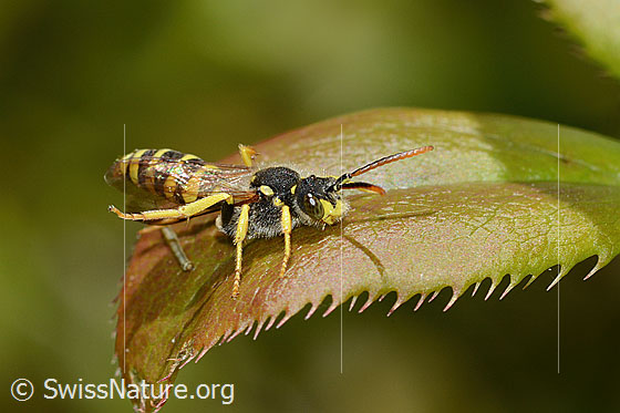 Feld-Wespenbiene (Nomada goodeniana)