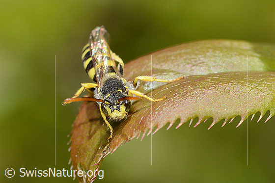 Foto: Feld-Wespenbiene (Nomada goodeniana). Länge 9mm. Wird auch Schmalband-Wespenbiene genannt. Ansicht von vorne.