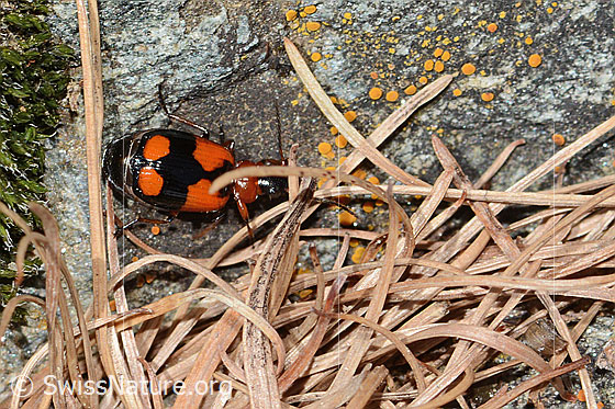 Foto: Kleinkreuz-Prunkläufer (Lebia cruxminor). Länge 5.3 -7.2mm. Ansicht von oben.