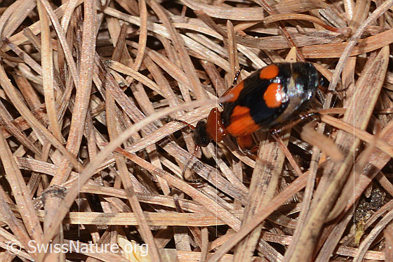 Foto: Kleinkreuz-Prunkläufer (Lebia cruxminor). Länge 5.3 -7.2mm. Ansicht von seitlich hinten oben.