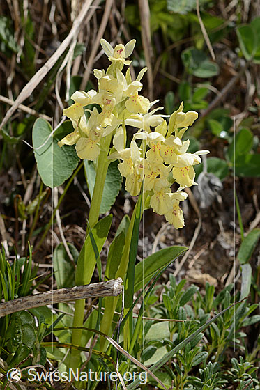 Foto: Holunder-Knabenkraut (Dactylorhiza sambucina). Ganze Pflanze (Habitus).