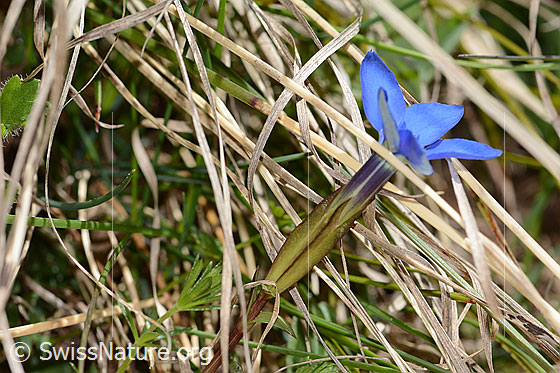 Photo: Gentiana verna. Stem, calyx and blossom. View from the side. Height: 8cm.