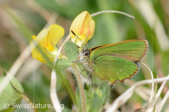 Foto: Brombeer-Zipfelfalter (Callophrys rubi) an Alpen-Hornklee (Lotus alpinus). Flügel geschlossen. Ansicht von seitlich vorne.
