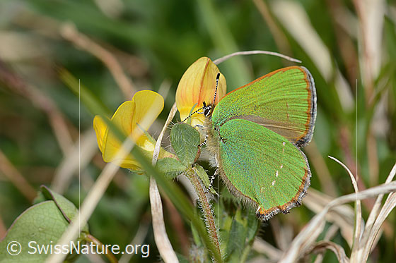 Foto: Brombeer-Zipfelfalter (Callophrys rubi) an Alpen-Hornklee (Lotus alpinus). Flügel geschlossen. Ansicht von der Seite.