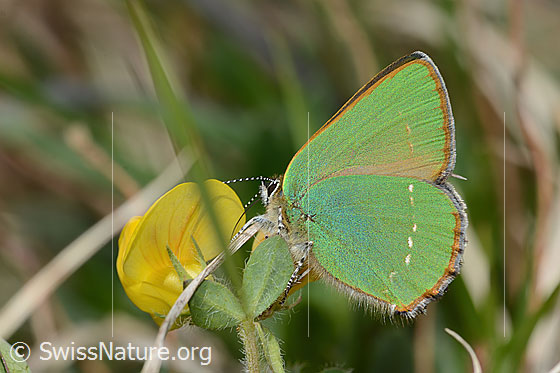 Photo: Callophrys rubi on Lotus alpinus. Wings closed. View from the side.