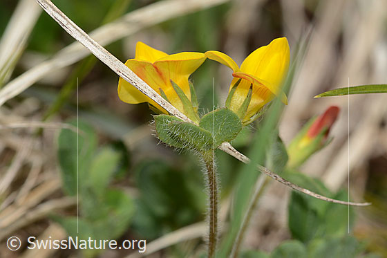Photo: Lotus alpinus. Blossoms, leaves and stem. View from behind.